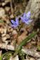 Scilla drunensis subsp. buekkensis