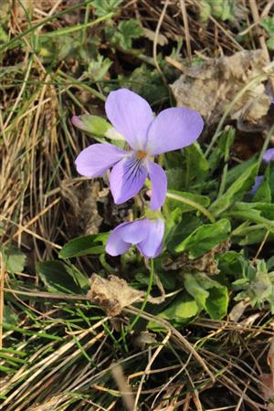 Viola hirta