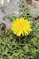 Taraxacum erythrospermum