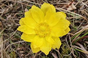 Adonis vernalis