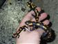 salamandry