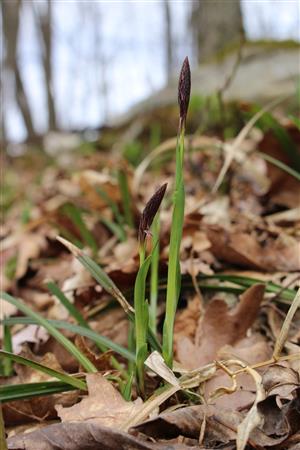 Carex pilosa