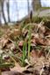 Carex pilosa