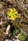 Draba klasterskyi