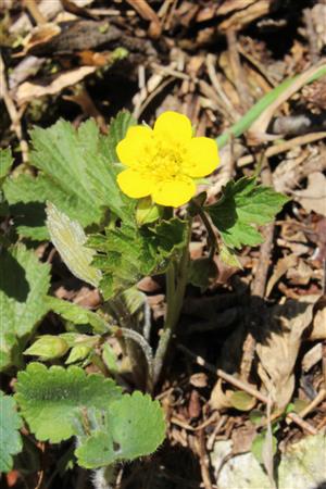 Waldsteinia geoides