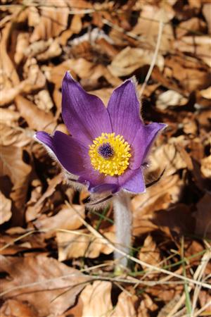 Pulsatilla grandis