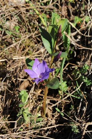 Vinca herbacea