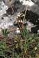Saxifraga tridactylites