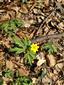 Anemone ranunculoides 