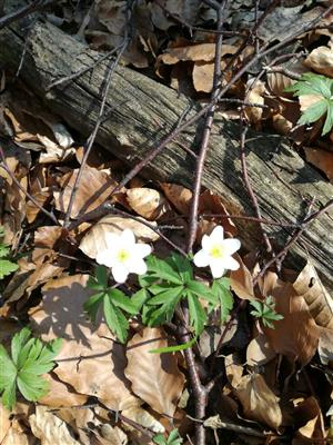Anemone nemorosa
