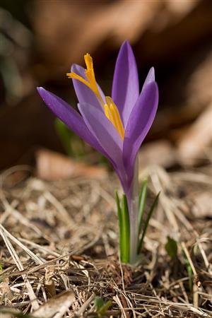 Crocus discolor