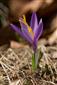 Crocus discolor