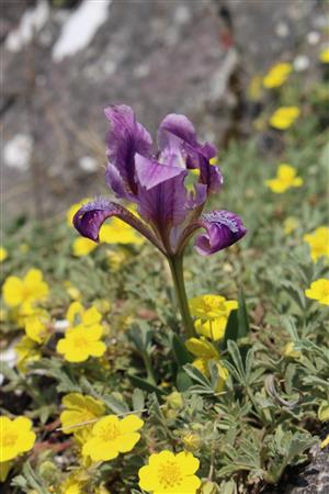 Iris pumila