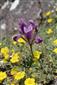 Iris pumila
