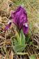 Iris pumila