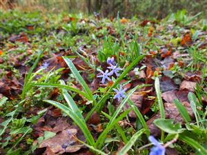 Scilla kladnii