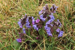 Pulmonaria angustifolia