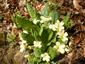 Primula vulgaris (syn.)