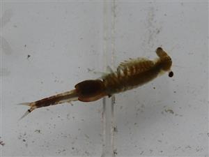 Siphonophanes grubii