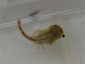 Siphonophanes grubii