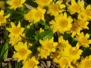 Caltha palustris 