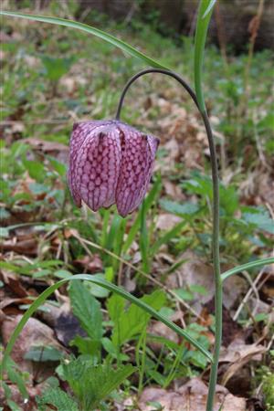 Fritillaria meleagris
