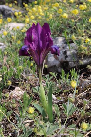 Iris pumila