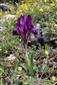 Iris pumila