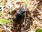 Lethrus apterus