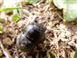 Lethrus apterus