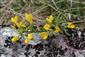 Corothamnus procumbens