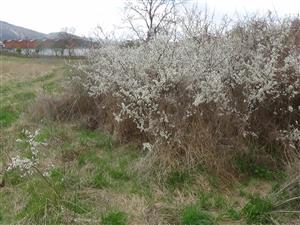 prunus spinosa (slivka trnková) jarný aspekt 