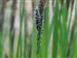Carex fusca (syn.)