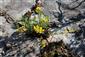 Corothamnus procumbens