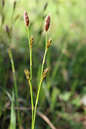Carex brevicollis