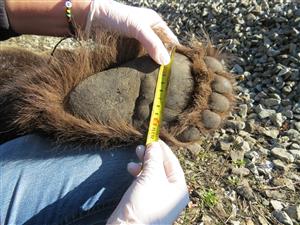 medveď zrazený vlakom