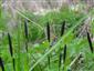 Carex nigra (syn.)