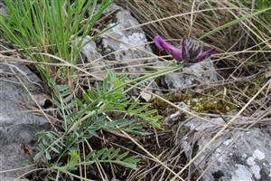 Astragalus vesicarius subsp. albidus