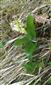 Orchis pallens detail