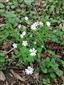 Stellaria holostea