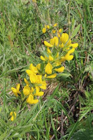 Corothamnus procumbens