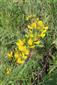 Corothamnus procumbens