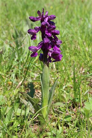 Orchis morio