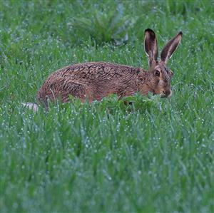 zajac poľný_Lepus europaeus_V_Kĺč