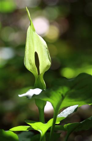 Arum alpinum_V_Kĺč