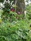 Geranium phaeum L.