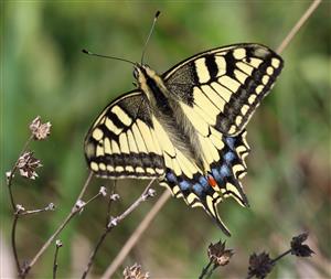 vidlochvost ovocný_Papilio machaon_V_Kĺč