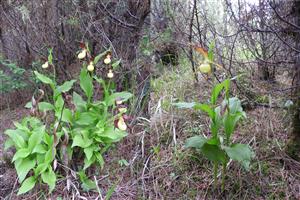Cypripedium_calceolus_20170512_01