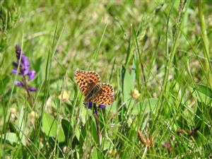 20170511_Boloria_selene