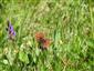 20170511_Boloria_selene